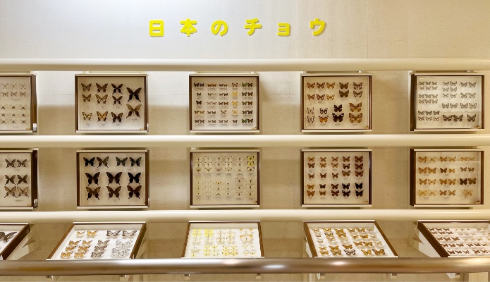 竜洋昆虫自然観察公園（りゅうこん）標本室のチョウ標本