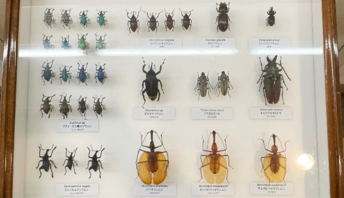 竜洋昆虫自然観察公園（りゅうこん）標本室の甲虫標本