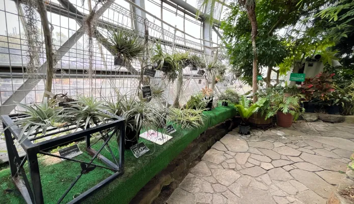 手柄山温室植物園の大温室：チランジア