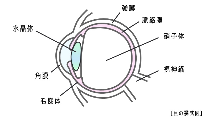 目の構造の模式図