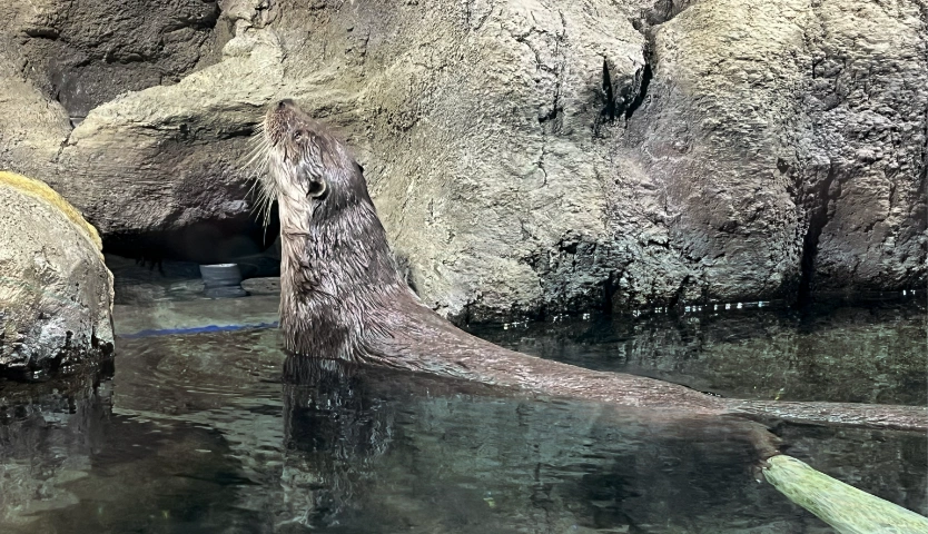 足摺海洋館「SATOUMI（さとうみ）」　　泳ぐユーラシアカワウソ