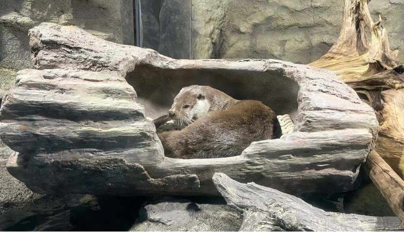 足摺海洋館「SATOUMI（さとうみ）」　　眠るユーラシアカワウソ