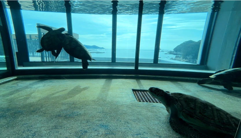 足摺海洋館「SATOUMI（さとうみ）」　　写真映えするウミガメ水槽